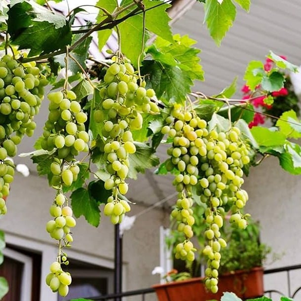 🔥Last Day 48% OFF- High-Quaility Grapes Seeds- High Germination Rate