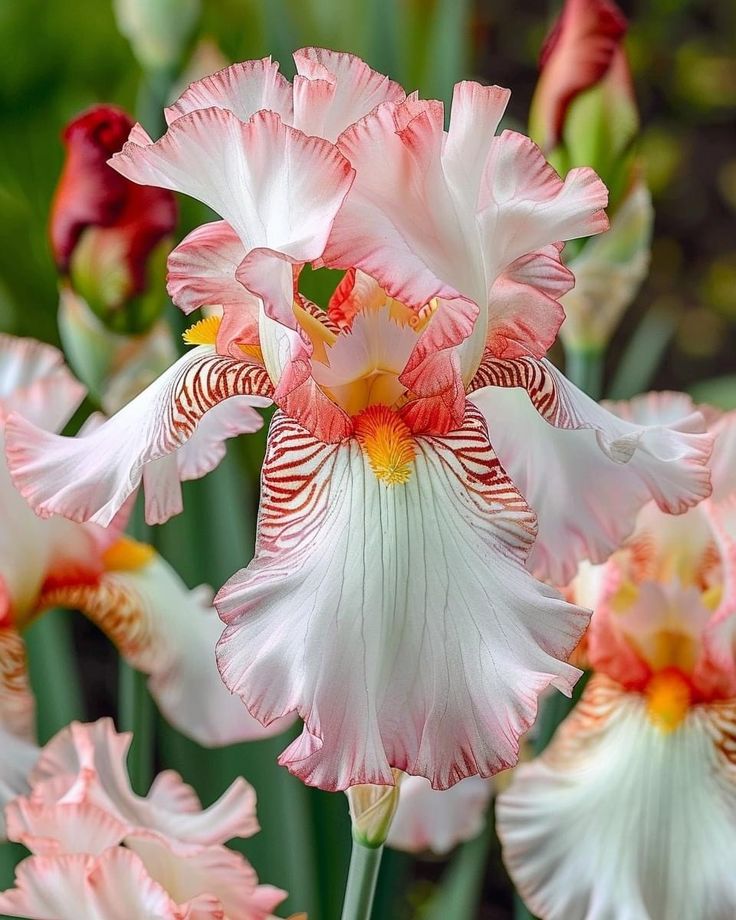 🌸 Iris Bulbs – Rare Color. Lasting Beauty. Zero Hassle.