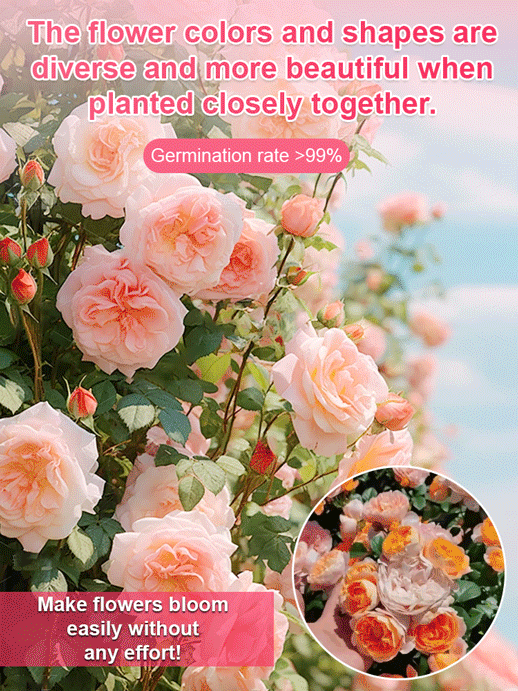 【High survival rate】👑Queen of flowers peony seeds🌸