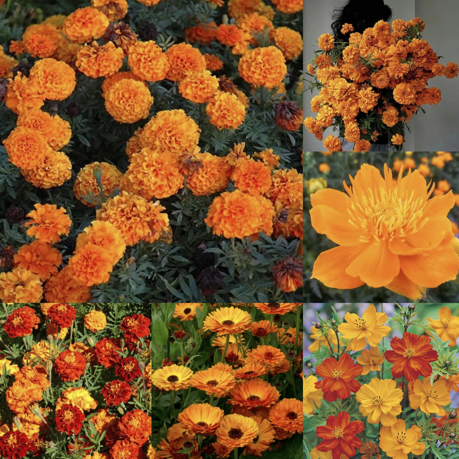 Orange You Glad - Orange Flower Seed Mix