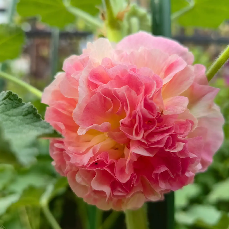 DOUBLE HOLLYHOCK SEEDS