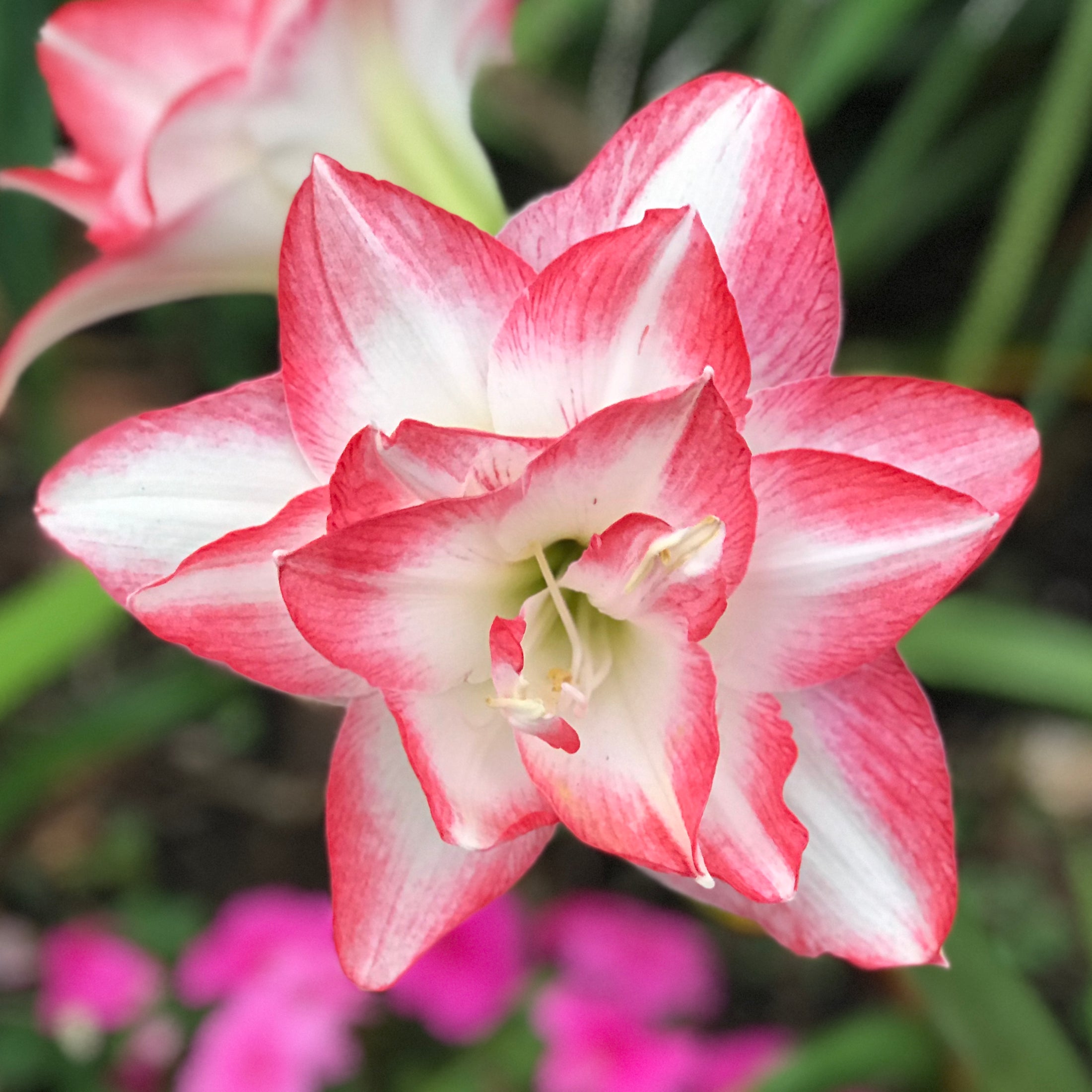 Bulbes d'amaryllis - Le joyau de la couronne parmi les bulbes à fleurs d'intérieur