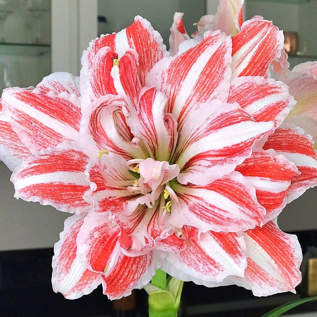 Amaryllis Bulbs - Dancing Queen