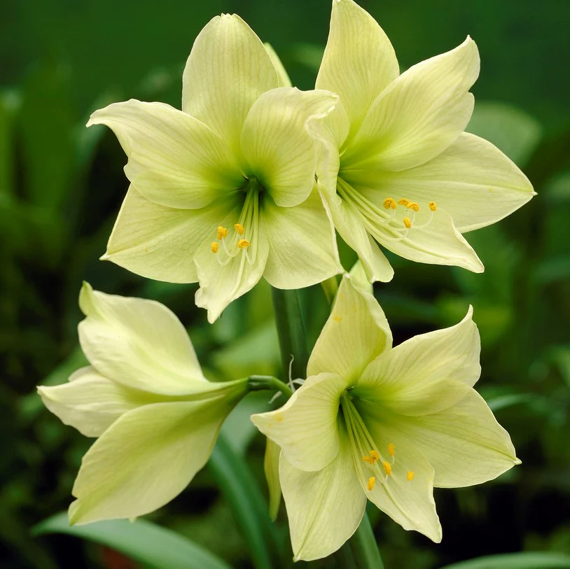 Amaryllis Bulbs: Brighten Your Space with Bold Blooms 🌸