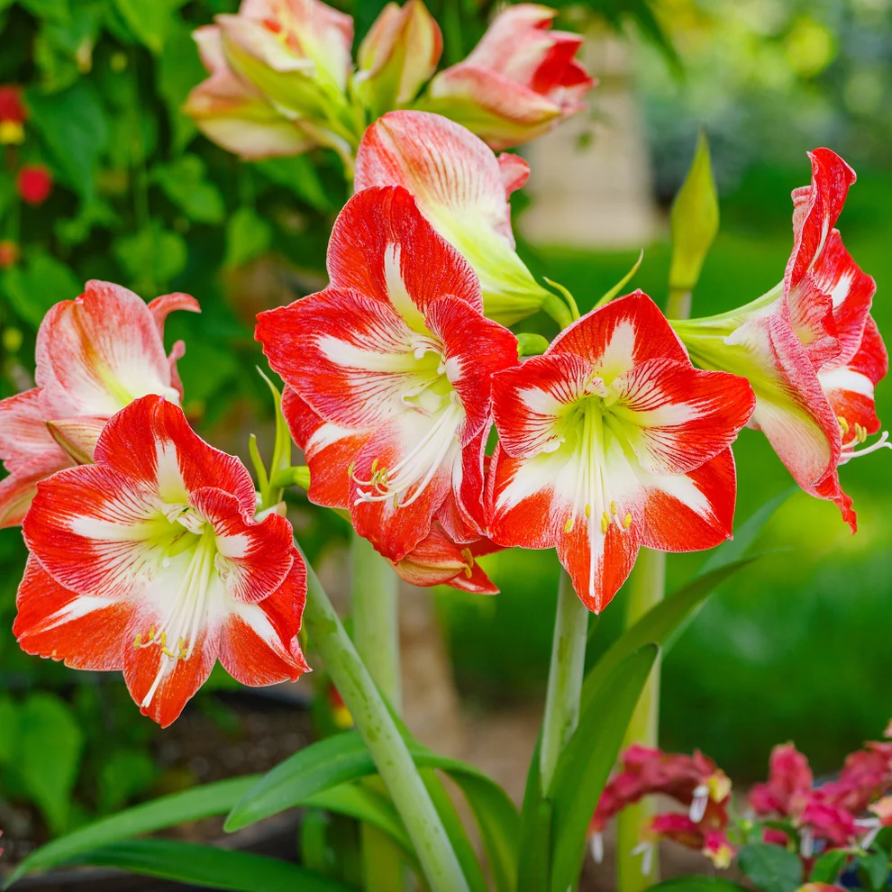 Amaryllis Bulbs: Brighten Your Space with Bold Blooms 🌸