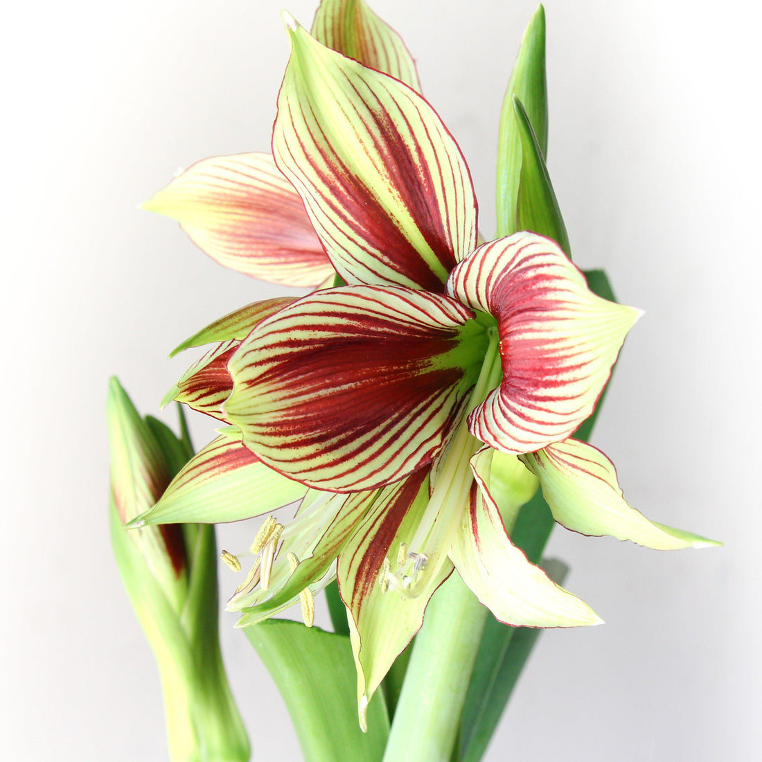 Amaryllis Bulbs - Papilio Butterfly