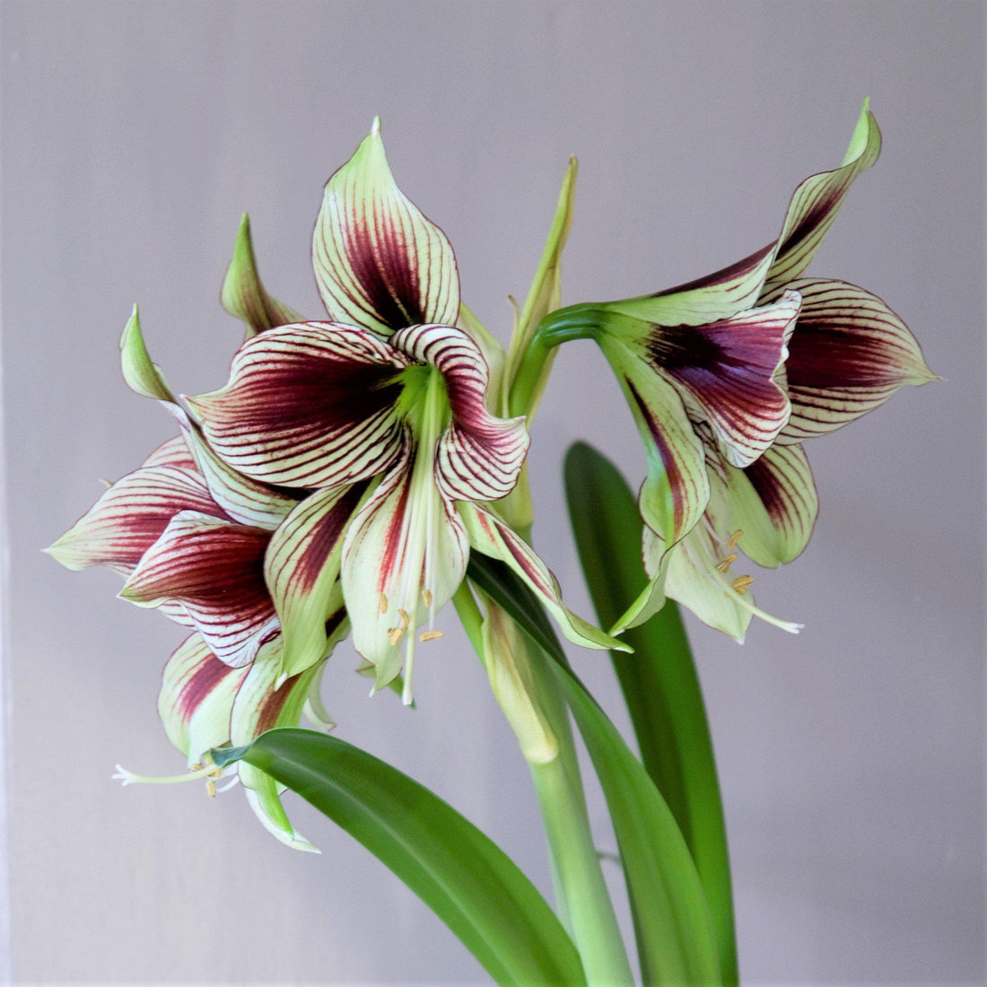 Amaryllis Bulbs - Papilio Butterfly