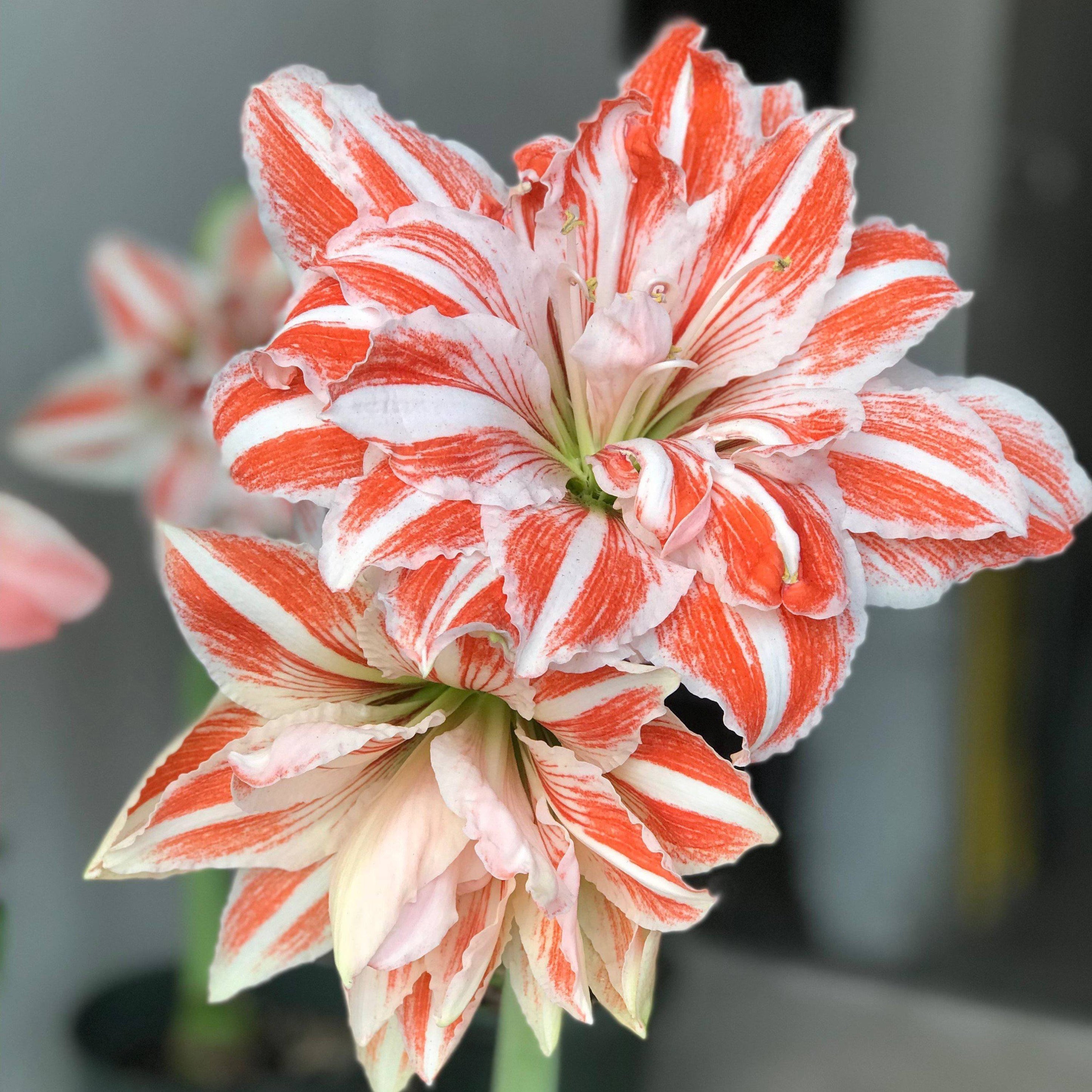 Amaryllis Bulbs - Dancing Queen