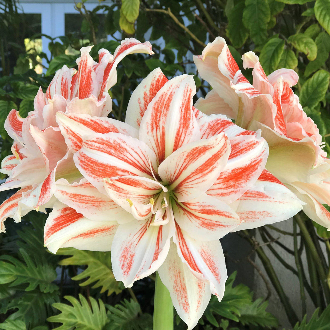 Bulbes d'amaryllis - Le joyau de la couronne parmi les bulbes à fleurs d'intérieur