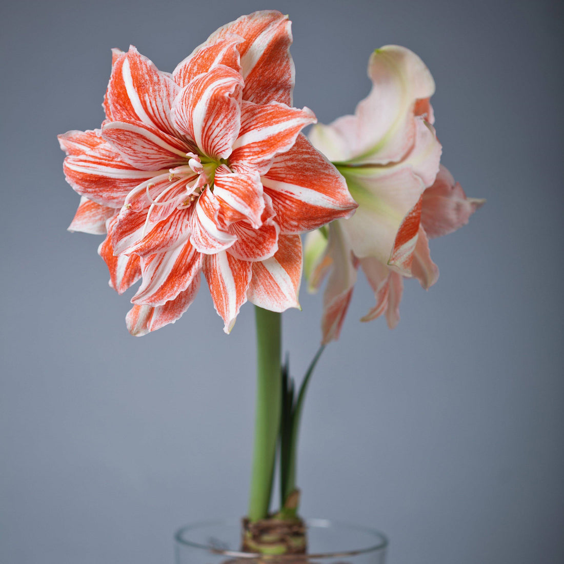Amaryllis Bulbs - Dancing Queen