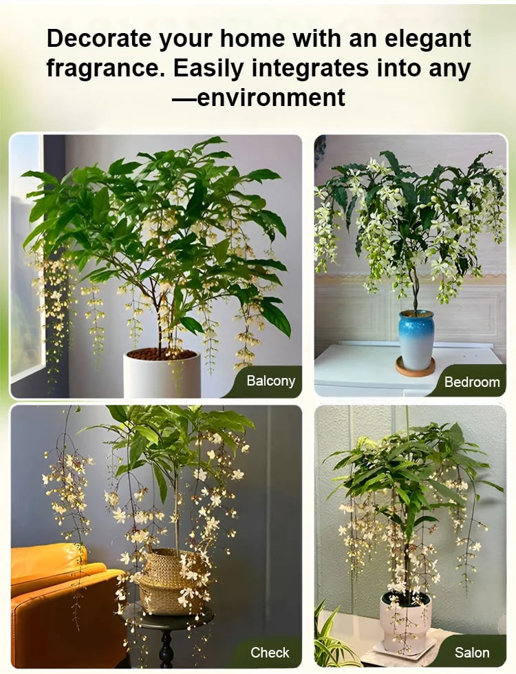 🍃Richly Fragrant Weeping Jasmine Seeds