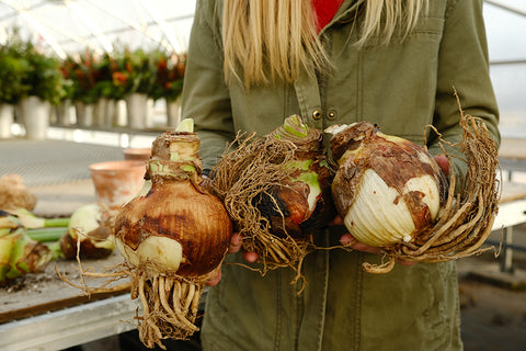 Amaryllis Growing Guide