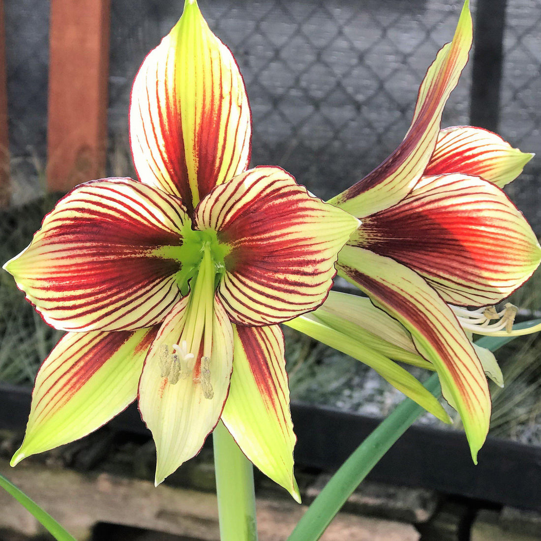 Amaryllis Bulbs - Papilio Butterfly