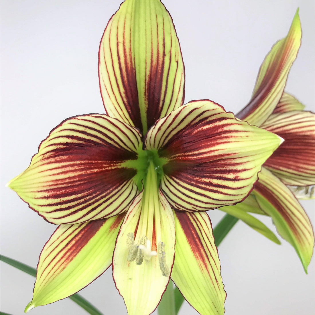 Amaryllis Bulbs - Papilio Butterfly