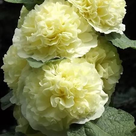 🔥Hot Sale🔥Colorful Double Hollyhock Seeds