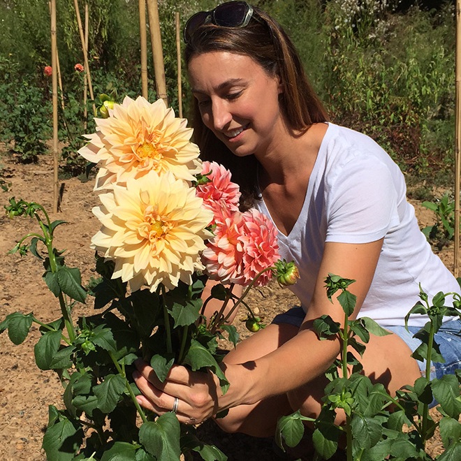 Dahlias 101: A Beginner's Growing Guide &mdash; The Barn of Chapel Hill at Wild  Flora Farm