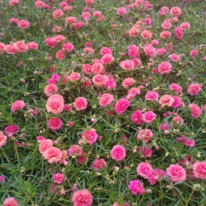 💐Mixed Portulaca flower seeds