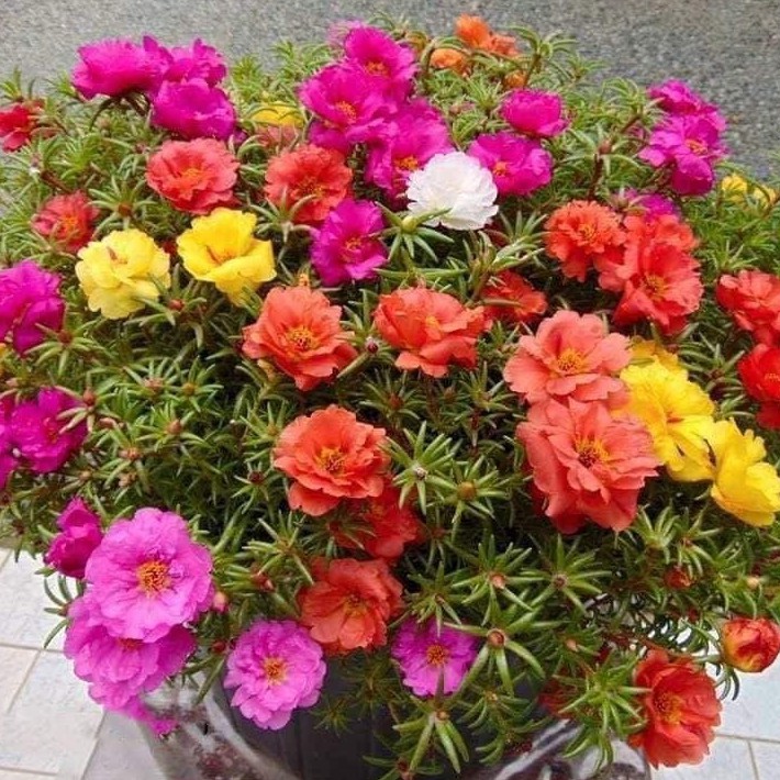 💐Mixed Portulaca flower seeds