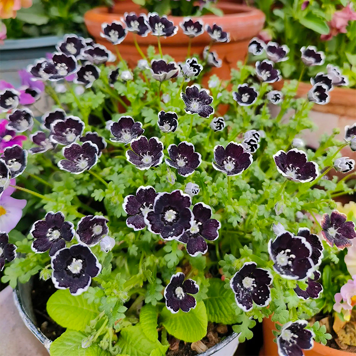 😎Mixed Nemophila Seeds