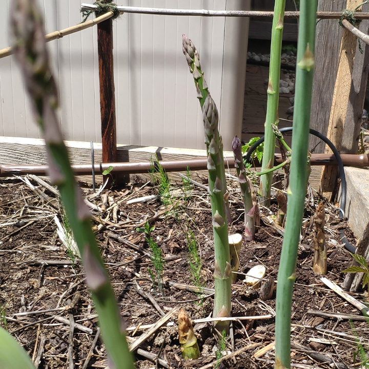 🌿King of Vegetables - Asparagus Mary Washington