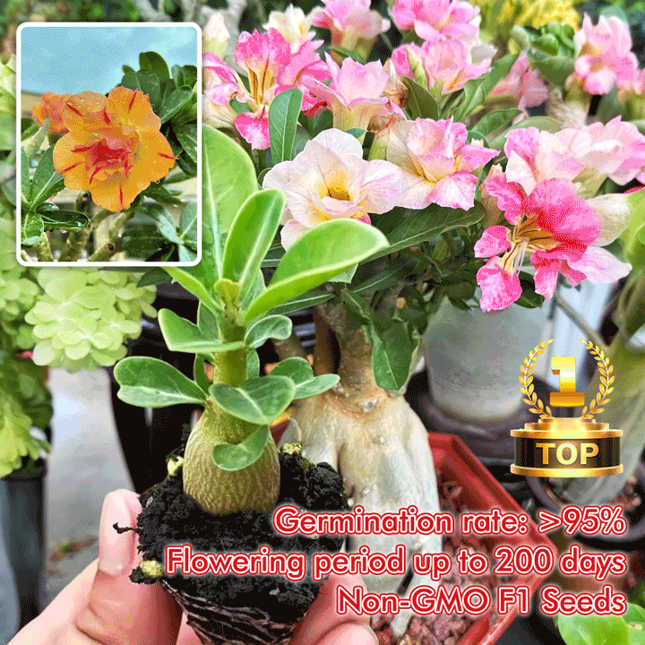 🔥50% Off🔥Adenium Seed Mix for Growing Colorful Desert Roses