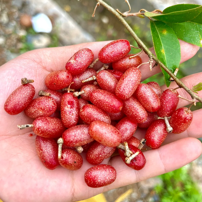 Elaeagnus Conferta Seeds