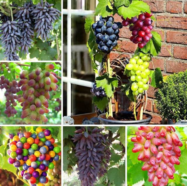 🔥Last Day 48% OFF- High-Quaility Grapes Seeds- High Germination Rate