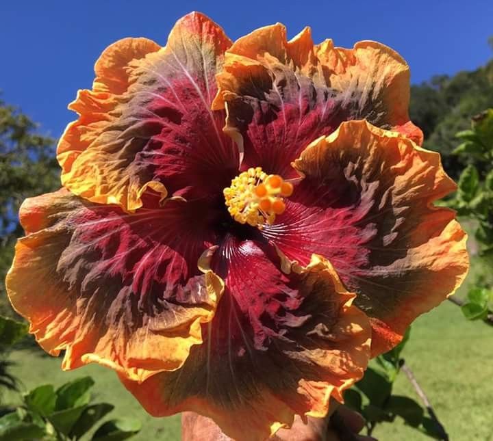 🌸Giant Hibiscus Seeds - Give your garden a new lease of life