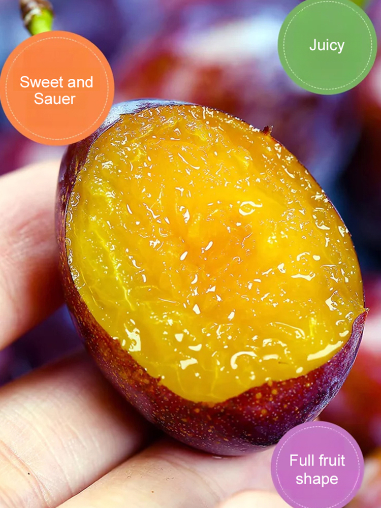 Blue honey prune seeds, a cold-resistant variety, not picky about soil🎍