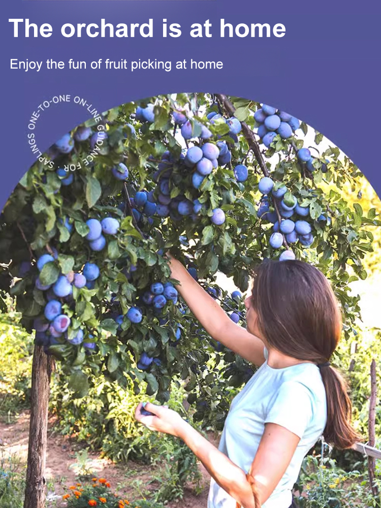 Blue honey prune seeds, a cold-resistant variety, not picky about soil🎍