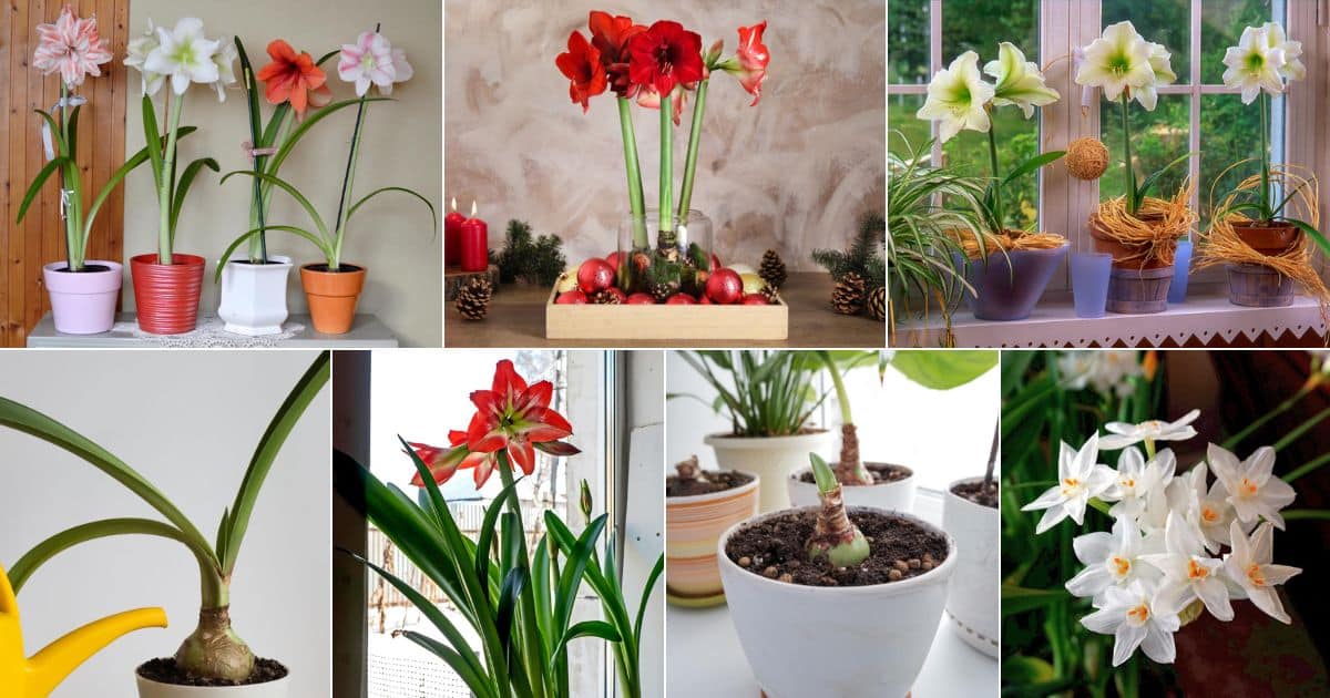 Amaryllis for Christmas: When to Plant for Holiday Blooms - Gardening
