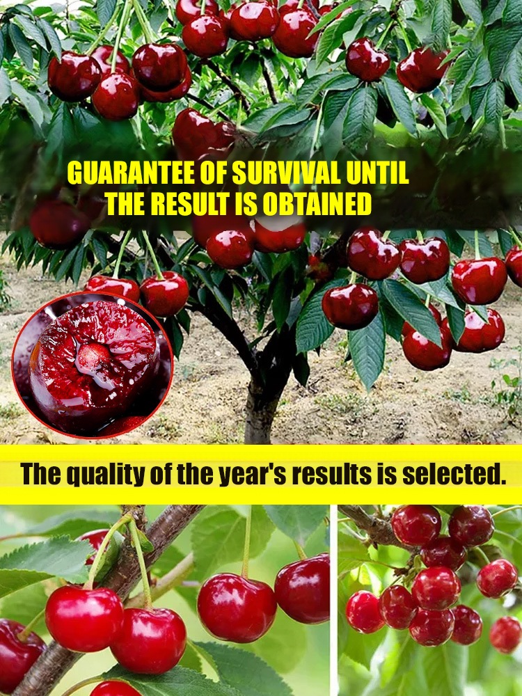😋Fully Imported Chilean Chelsea Seeds, The fruits are large, plump and juicy, and easy to manage🍒