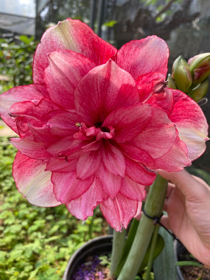 Amaryllis Bulbs: Brighten Your Space with Bold Blooms 🌸