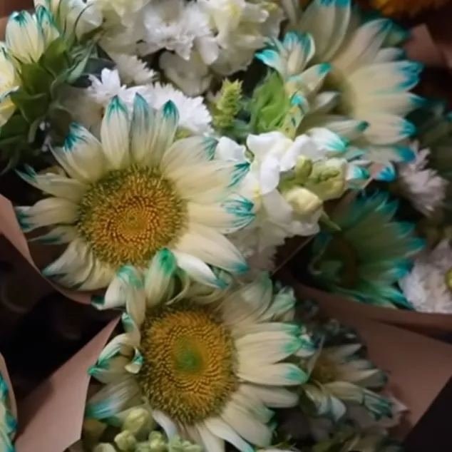 🎉Hot Sell🎉Blue Lace Sunflower Seeds💙