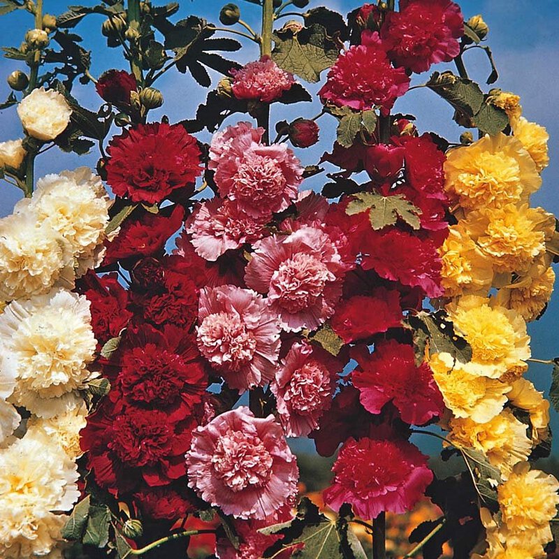 🔥Hot Sale🔥Colorful Double Hollyhock Seeds