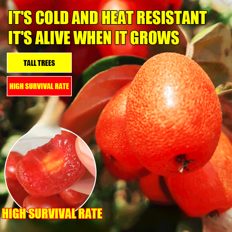 Goat milk fruit seeds ✨The wealth tree at your doorstep!