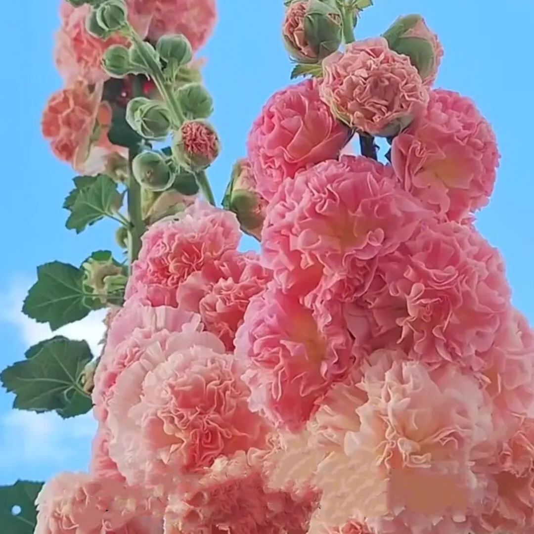 🔥Hot Sale🔥Colorful Double Hollyhock Seeds
