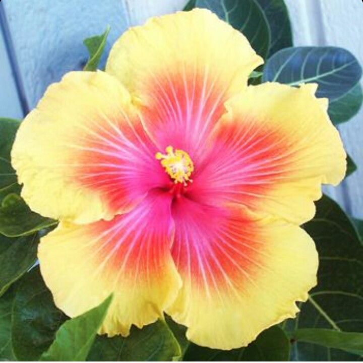 🌸Giant Hibiscus Seeds - Give your garden a new lease of life