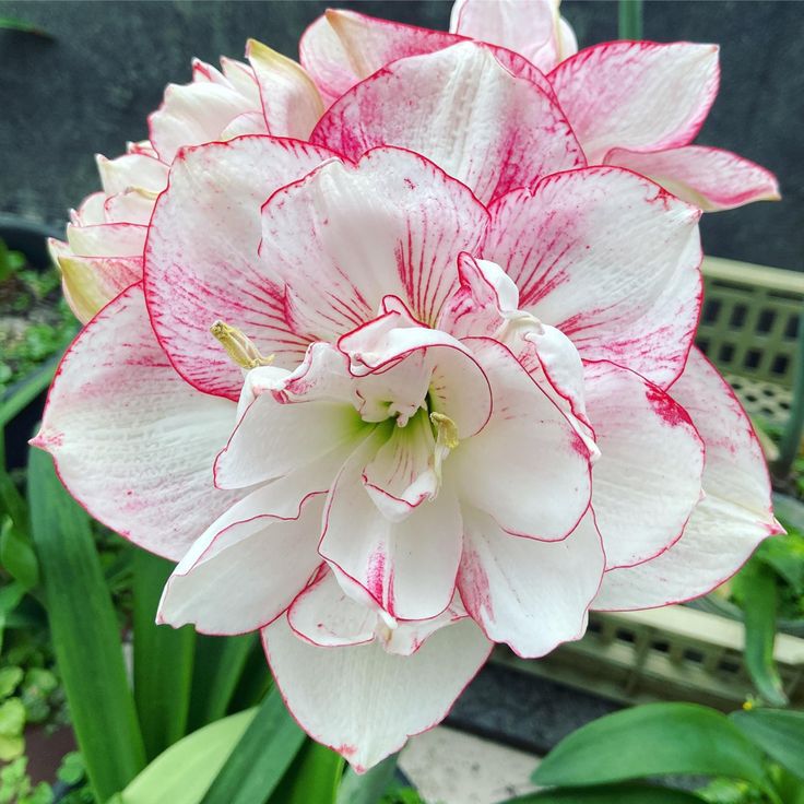 Amaryllis Bulbs: Brighten Your Space with Bold Blooms 🌸