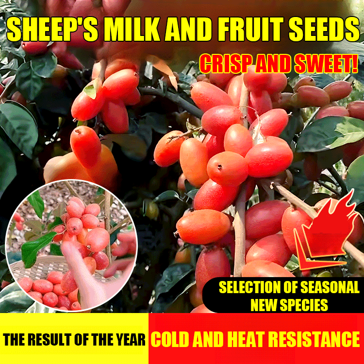 Goat milk fruit seeds ✨The wealth tree at your doorstep!