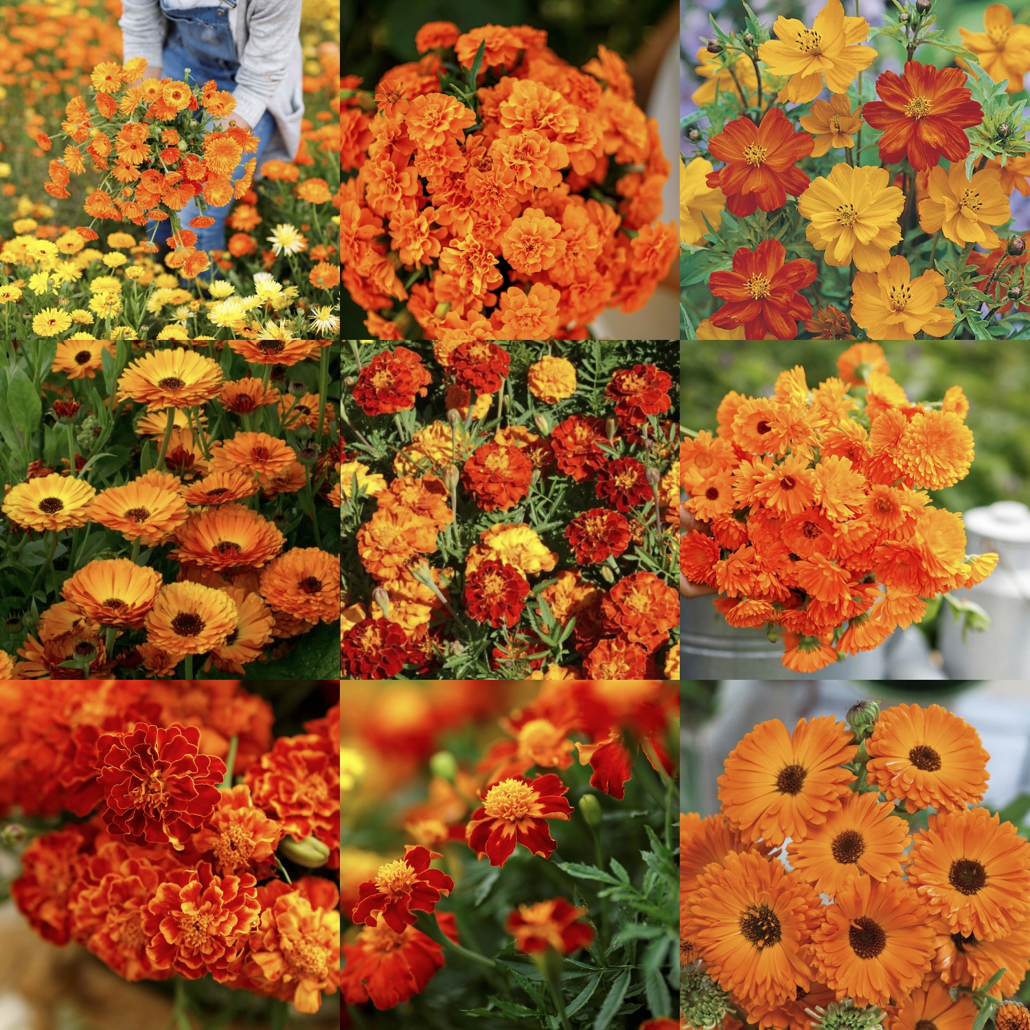 Orange You Glad - Orange Flower Seed Mix