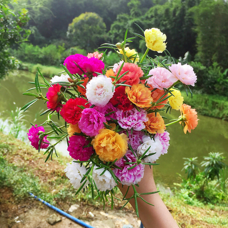 💐Mixed Portulaca flower seeds