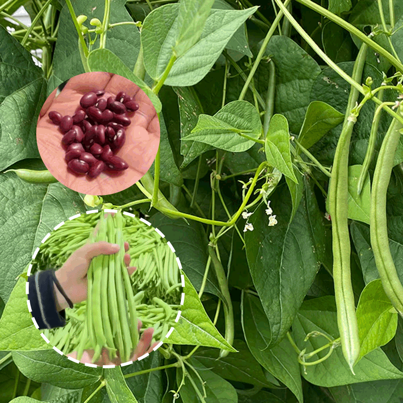 🫛String Bean Seeds – High Yield, Low Hassle