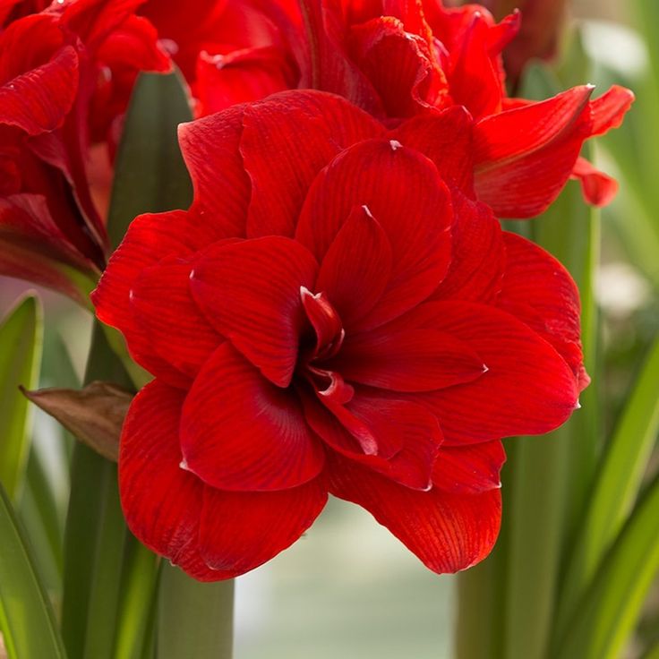 Amaryllis Bulbs: Brighten Your Space with Bold Blooms 🌸