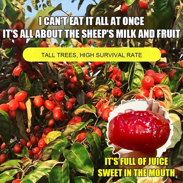 Goat milk fruit seeds ✨The wealth tree at your doorstep!