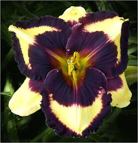 Daylily Hybrid Flowers Seeds, Hemerocallis Hybrid, 50pcs/pack