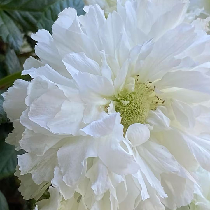 Blanc Double-Blossom de Coubert Seeds