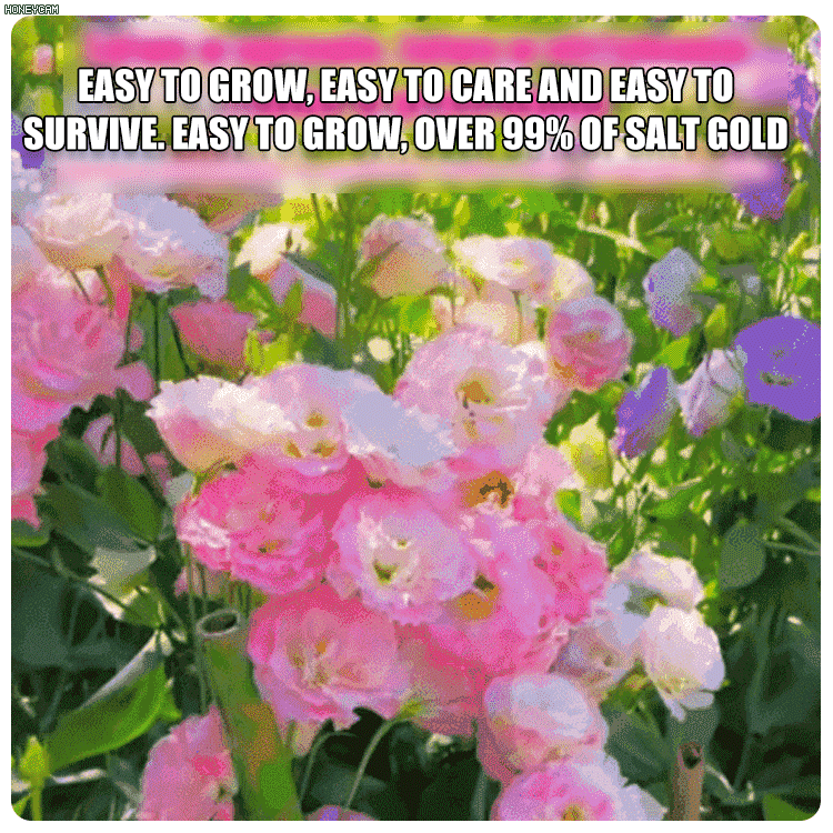 High-quality lisianthus seeds, with a strong aroma and flowering all year round💐