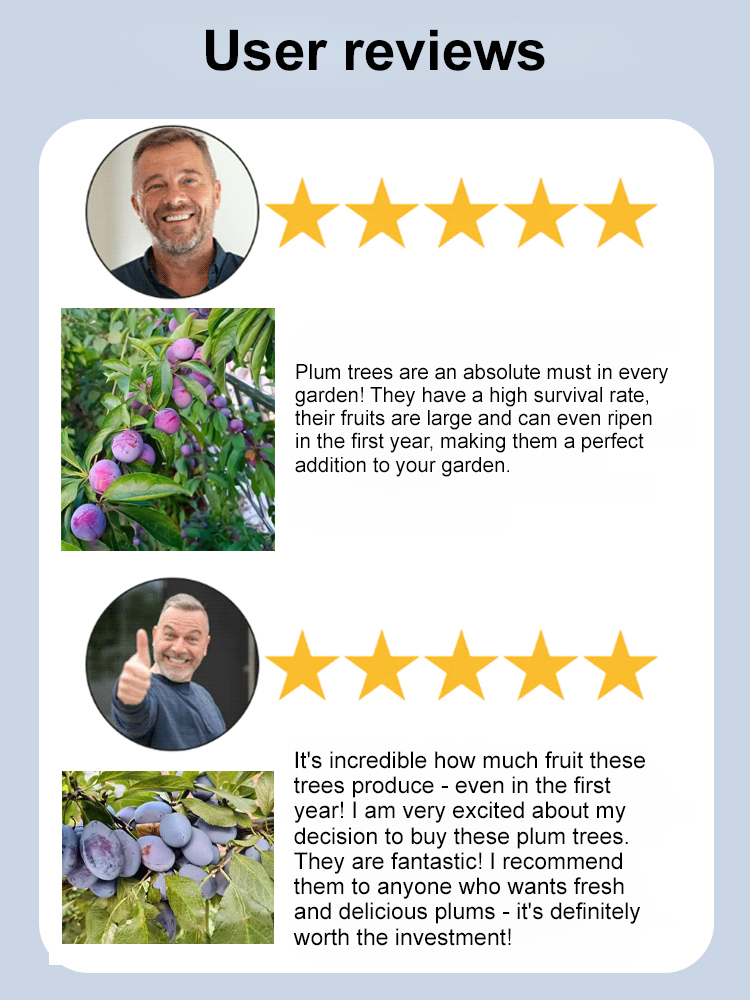 Blue honey prune seeds, a cold-resistant variety, not picky about soil🎍