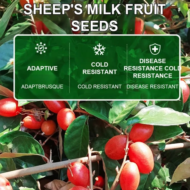 Goat milk fruit seeds ✨The wealth tree at your doorstep!